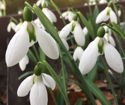 Galanthus 'John Long'